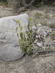 Horsfordia newberryi