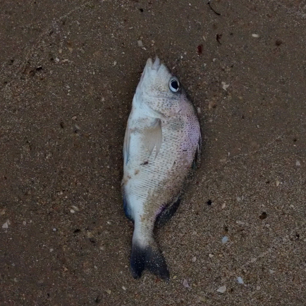 Whitemouth Croaker from Enseada de Brito, Palhoça - SC, Brasil on ...