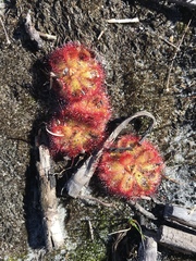 Drosera cuneifolia