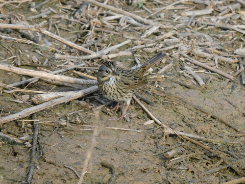 Lincoln's Sparrow