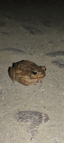Giant Toad, Tecolotlán, MX-JA, MX, photo 10 of 10