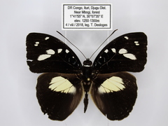Aterica galene extensa