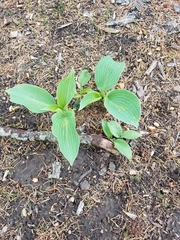 Hosta
