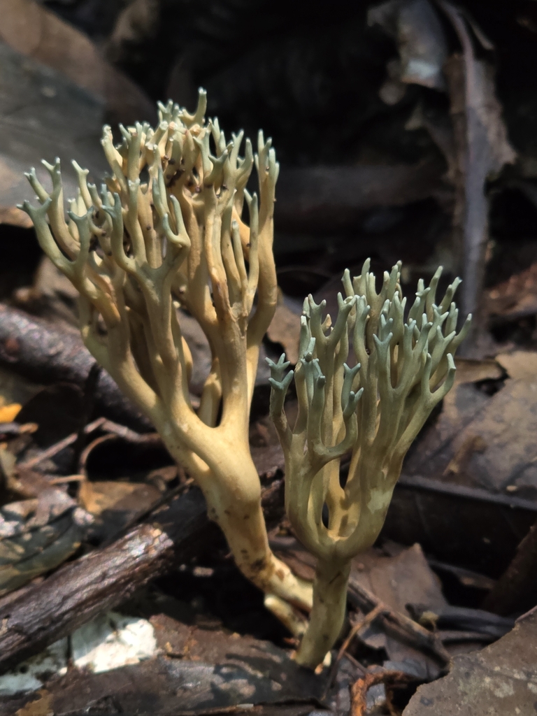 Phaeoclavulina cyanocephala · April 2024 · photo: © alan_rockefeller (iNaturalist, cc-by-sa)