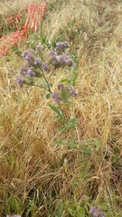 Phacelia californica