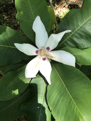 Magnolia macrophylla var. ashei image