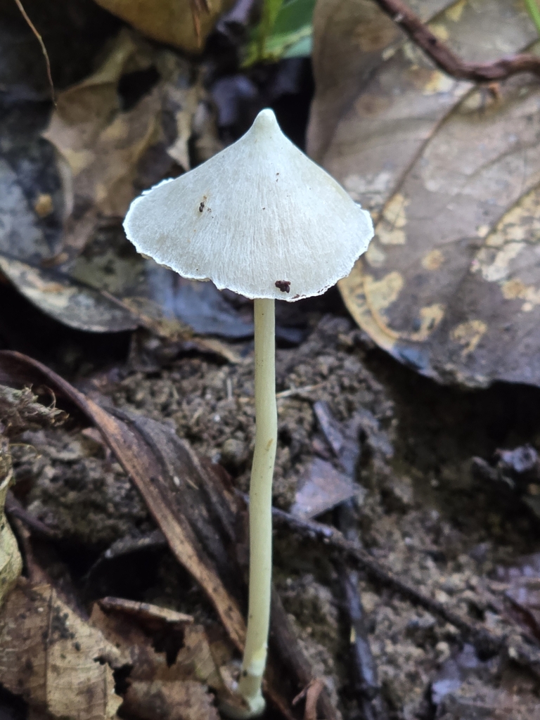 Entoloma caribaeum