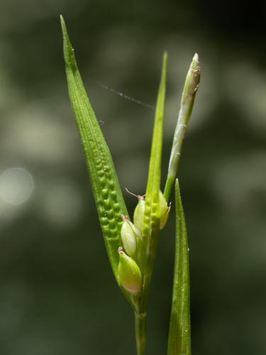 Peninsula Sedge (Carex paeninsulae)