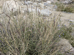Hilaria rigida