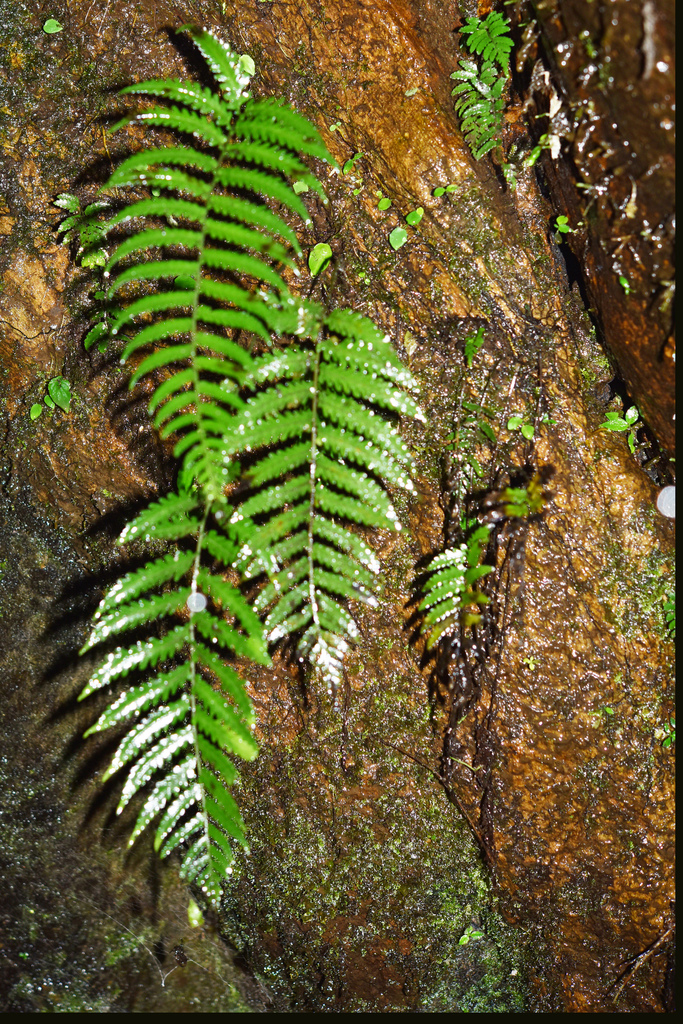 Bolbitis fengiana (Bolbitis fengiana)