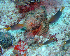 Neopomacentrus miryae