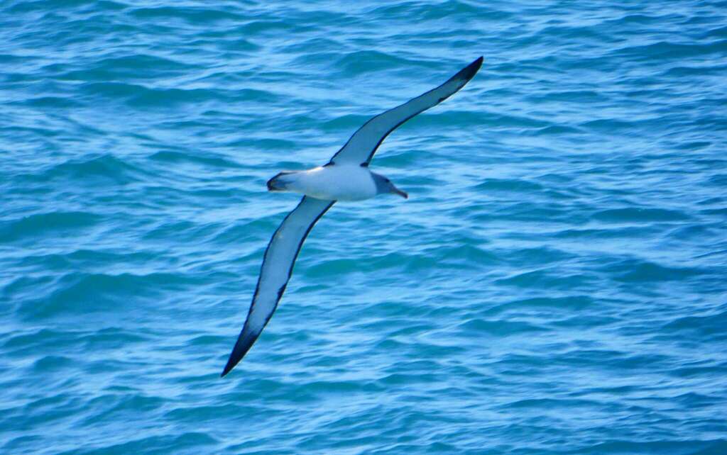 Salvin's Albatross from Wellington, New Zealand on March 14, 2024 at 10 ...