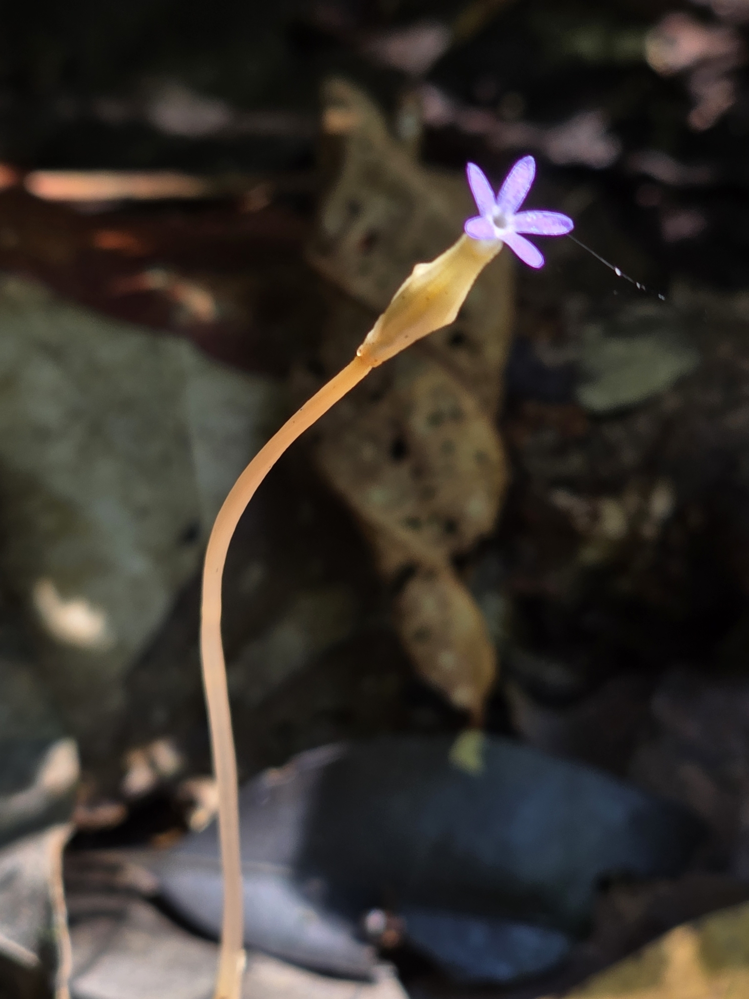 Voyria tenella