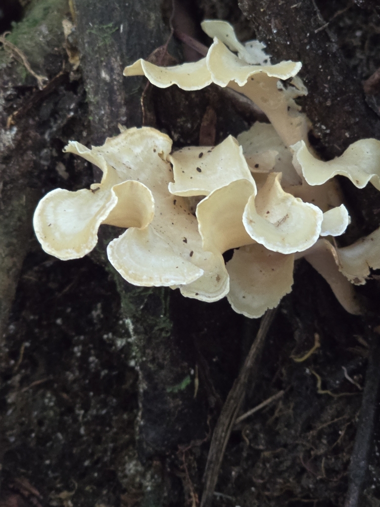 Trechispora thelephora · April 2024 · photo: © alan_rockefeller (iNaturalist, cc-by-sa)