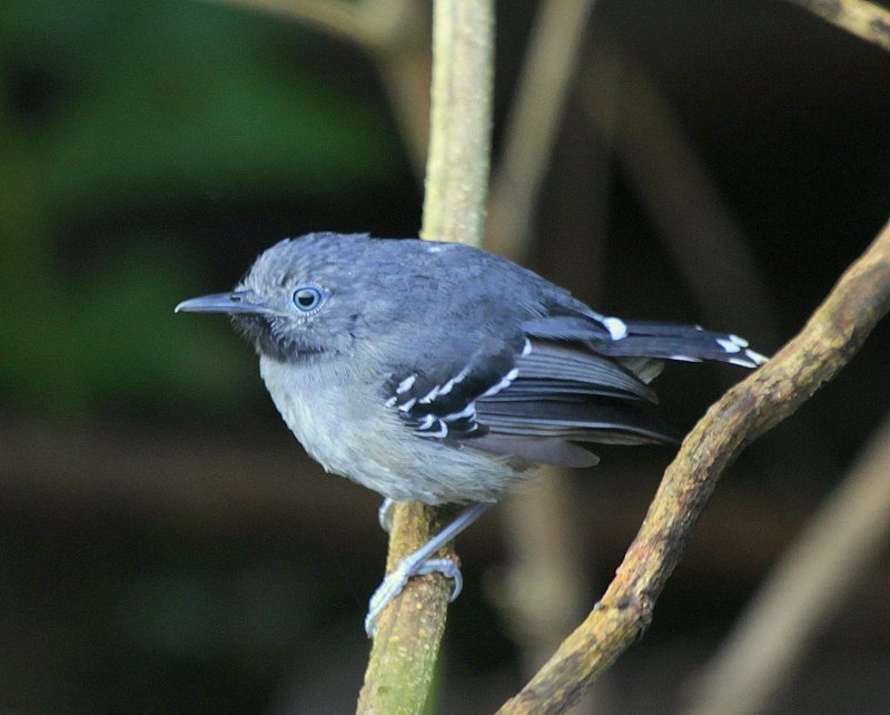 Band-tailed Antbird (Hypocnemoides maculicauda) photo