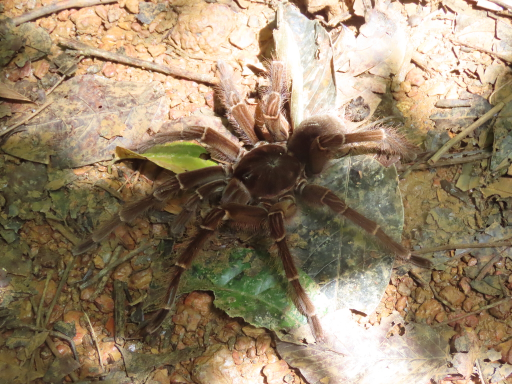 Goliath Birdeater in April 2024 by arnaud_aury · iNaturalist