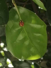 Harmonia axyridis