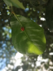 Harmonia axyridis