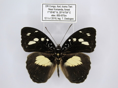 Aterica galene extensa