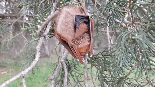 Eastern Red Bat photographed in Arkansas