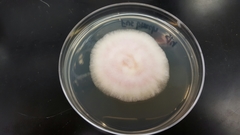 Fusarium