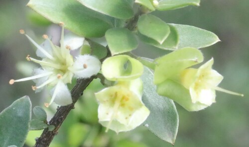 Macropteranthes kekwickii observed 2024-03-31