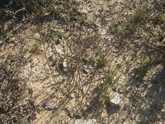 Lichtensteinia obscura