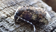 Platystomos albinus