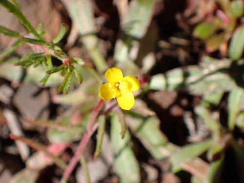 Image of Camissonia strigulosa by (c) George Williams, some rights reserved (CC BY)