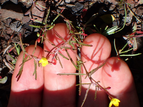 Image of Camissonia strigulosa by (c) George Williams, some rights reserved (CC BY)
