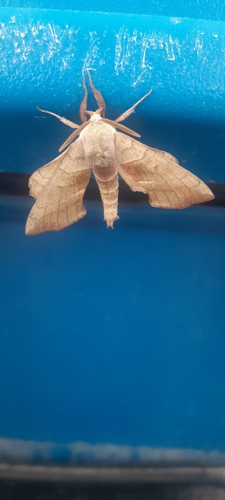 Walnut Sphinx from Ardmore, OK 73401, USA on April 1, 2024 at 01:28 PM ...