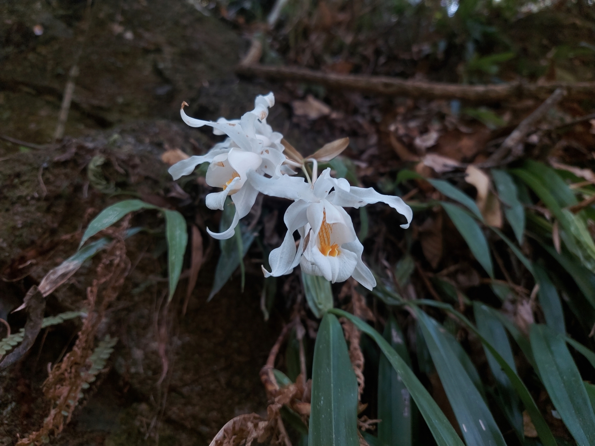 Imagem de Orquídea-dama-da-noite