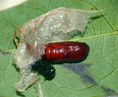 Tycracona obliqua