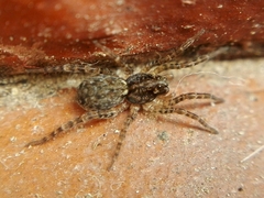 Paratrochosina amica