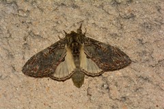 Peridea anceps