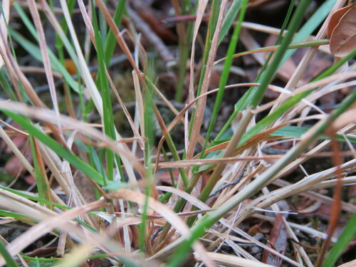 colonial bentgrass (Agrostis capillaris)