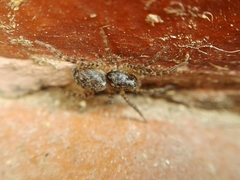 Paratrochosina amica