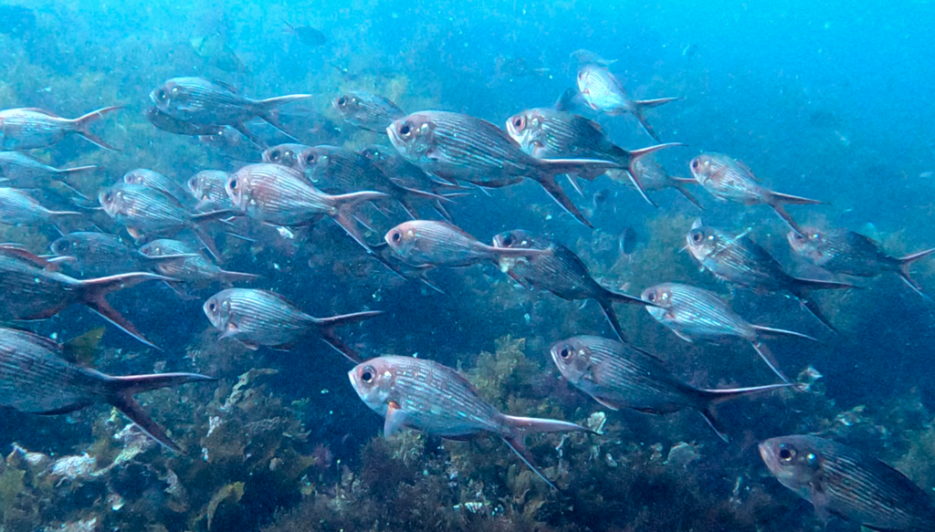 Kingfish (Centroberyx lineatus) — Berycidae