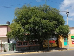 Vachellia farnesiana