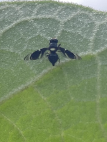 Fusciludia unicuneata observed 2024-03-30