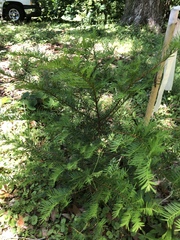 Taxus floridana