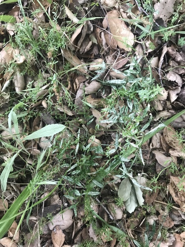 iNaturalist observation photo of Marsh parsley