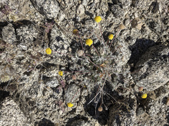 Trichoptilium incisum