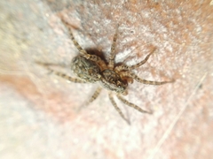Paratrochosina amica