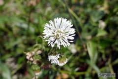 Gymnocoronis spilanthoides