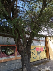 Vachellia farnesiana