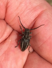 Neodorcadion bilineatum