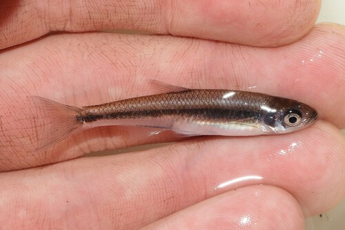 Sierlijke glansvoorn (Notropis amoenus) — Cyprinidae