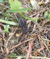 Neodorcadion bilineatum