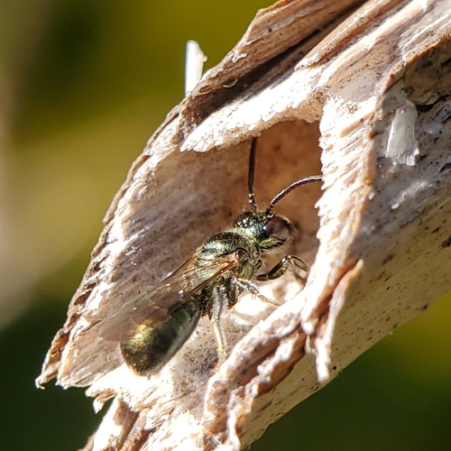 Prickly Ceratina photo 3